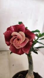 ENXERTO 12558 – 20cm (cor LM 481)