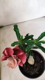 ENXERTO 12558 – 20cm (cor LM 481) - Imagem 4