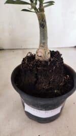 ENXERTO 12558 – 20cm (cor LM 481) - Imagem 7