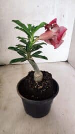 ENXERTO 12558 – 20cm (cor LM 481) - Imagem 6