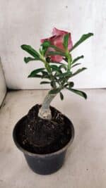 ENXERTO 12558 – 20cm (cor LM 481) - Imagem 5