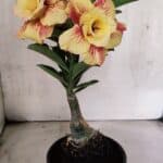 ENXERTO 12559 – 22cm (cor LM 474)