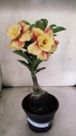 ENXERTO 12559 – 22cm (cor LM 474)