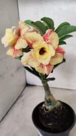 ENXERTO 12559 – 22cm (cor LM 474) - Imagem 3