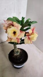 ENXERTO 12559 – 22cm (cor LM 474) - Imagem 4