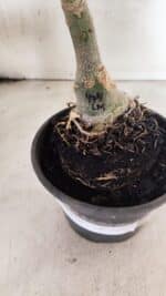 ENXERTO 12559 – 22cm (cor LM 474) - Imagem 9