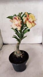 ENXERTO 12559 – 22cm (cor LM 474) - Imagem 6