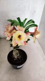 ENXERTO 12559 – 22cm (cor LM 474) - Imagem 5