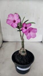 ENXERTO 12560 – 20cm (cor LM 512) - Imagem 2