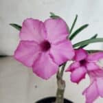 ENXERTO 12560 – 20cm (cor LM 512)