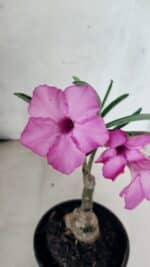 ENXERTO 12560 – 20cm (cor LM 512)