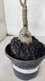 ENXERTO 12560 – 20cm (cor LM 512) - Imagem 6