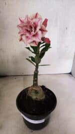 ENXERTO 12561 – 20cm (cor LM 964) - Imagem 2