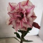 ENXERTO 12561 – 20cm (cor LM 964)