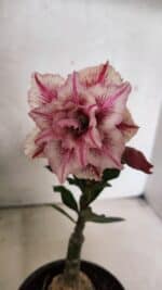 ENXERTO 12561 – 20cm (cor LM 964)