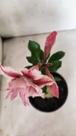 ENXERTO 12561 – 20cm (cor LM 964) - Imagem 4