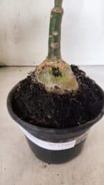 ENXERTO 12561 – 20cm (cor LM 964) - Imagem 7