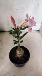 ENXERTO 12561 – 20cm (cor LM 964) - Imagem 5