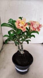 ENXERTO 12562 – 25cm (cor LM 582) - Imagem 2