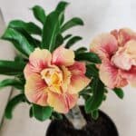 ENXERTO 12562 – 25cm (cor LM 582)