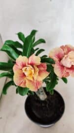 ENXERTO 12562 – 25cm (cor LM 582)