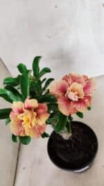 ENXERTO 12562 – 25cm (cor LM 582) - Imagem 3