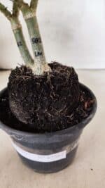 ENXERTO 12562 – 25cm (cor LM 582) - Imagem 8