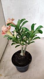 ENXERTO 12562 – 25cm (cor LM 582) - Imagem 6