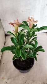 ENXERTO 12562 – 25cm (cor LM 582) - Imagem 5