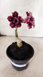 ENXERTO 12563 – 20cm (cor LM 735) - Imagem 2