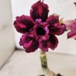 ENXERTO 12563 – 20cm (cor LM 735)