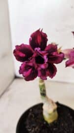 ENXERTO 12563 – 20cm (cor LM 735)