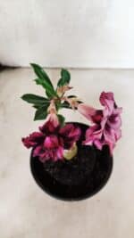 ENXERTO 12563 – 20cm (cor LM 735) - Imagem 4