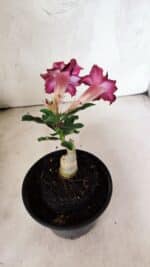 ENXERTO 12563 – 20cm (cor LM 735) - Imagem 5