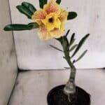 ENXERTO 12564 – 22cm (cor LM 618)