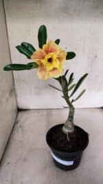 ENXERTO 12564 – 22cm (cor LM 618)