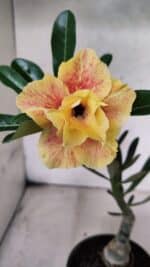 ENXERTO 12564 – 22cm (cor LM 618) - Imagem 3