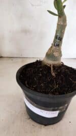 ENXERTO 12564 – 22cm (cor LM 618) - Imagem 6