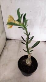 ENXERTO 12564 – 22cm (cor LM 618) - Imagem 5