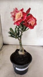 ENXERTO 12566 – 20cm (cor LM 913)