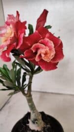 ENXERTO 12566 – 20cm (cor LM 913) - Imagem 4