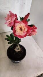 ENXERTO 12566 – 20cm (cor LM 913) - Imagem 3