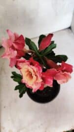 ENXERTO 12566 – 20cm (cor LM 913) - Imagem 5