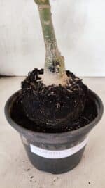 ENXERTO 12566 – 20cm (cor LM 913) - Imagem 8