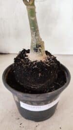 ENXERTO 12566 – 20cm (cor LM 913) - Imagem 7