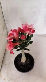 ENXERTO 12566 – 20cm (cor LM 913) - Imagem 6