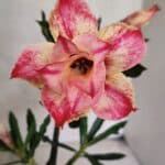 ENXERTO 12567 – 20cm (cor LM 926)