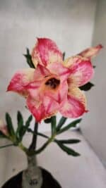 ENXERTO 12567 – 20cm (cor LM 926)