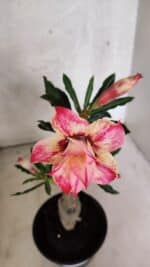 ENXERTO 12567 – 20cm (cor LM 926) - Imagem 4