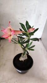 ENXERTO 12567 – 20cm (cor LM 926) - Imagem 6